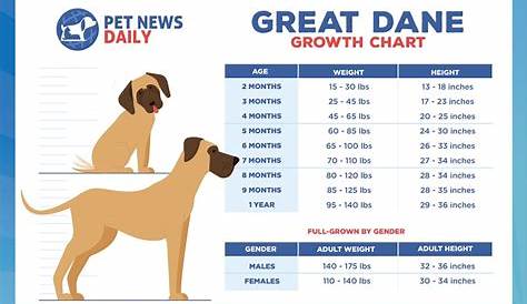 Great Dane Growth Chart: Size, Weight Calculations - Pet News Daily