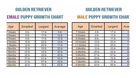 golden retriever feeding chart by weight