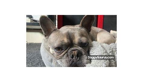 how long are french bulldogs in heat
