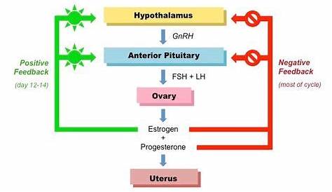 estrogen and lh surge chart