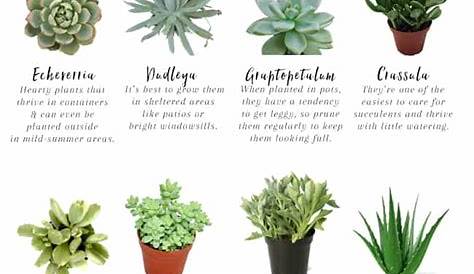 How to Grow Healthy Succulents | The Cottage Market