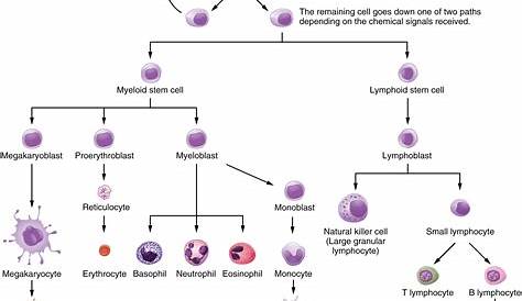 hematopoietic stem cell chart