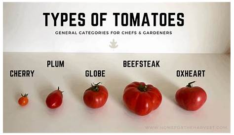 Types of tomatoes overview 🍅 🌿 Unleash a spectrum of flavors and colors