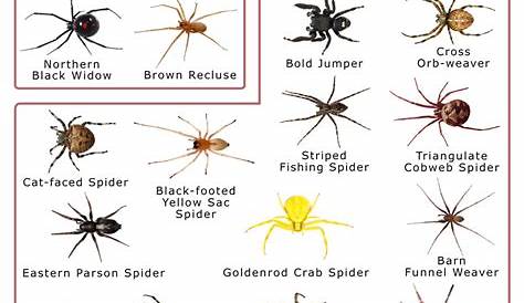 Spiders in Minnesota: List with Pictures