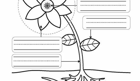 Parts of a Plant Worksheets - 7 pages.pdf | PDF Host