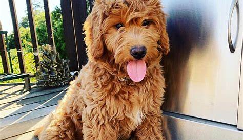 Australian Labradoodle Guide (2023): All you need to know! - We Love