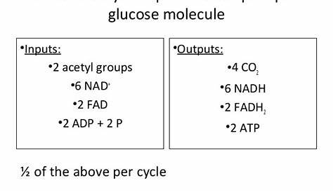 glycolysis inputs and outputs chart