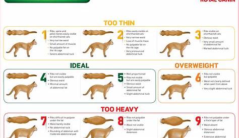 purina body condition score chart dog