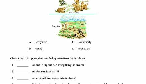 ecology vocabulary worksheet 7th grade