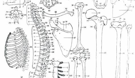 the skeletal system coloring workbook