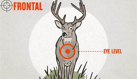 Where To Shoot a Deer - Free Deer Shot Placement Chart | onX Hunt