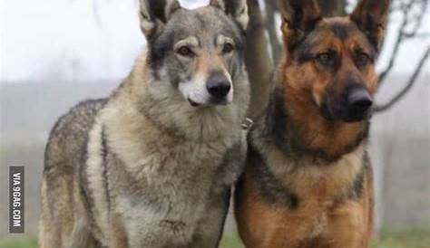Pin by IcaRus on ПЕС in 2020 | German shepherd dogs, Wolf dog