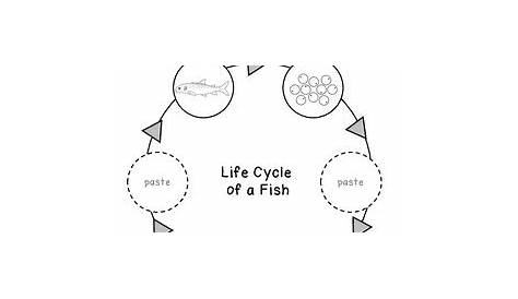 life cycle of animals worksheet for grade 1