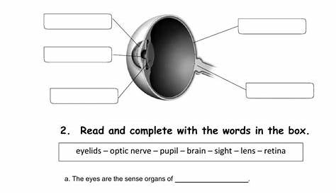 human eye worksheet answers