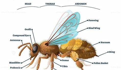 Anatomy of bee educational labeled body structure scheme vector