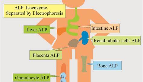 Alkaline phosphatase level (ALP) - Labpedia.net