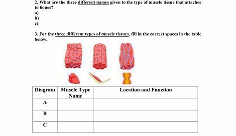 label muscular system worksheet