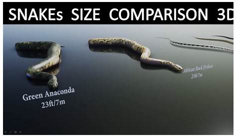 Snakes Size Comparison 3D - YouTube