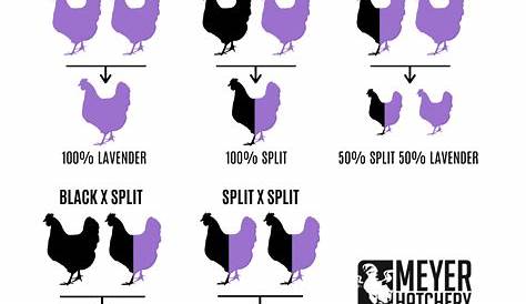 Silkie Breeding Color Chart