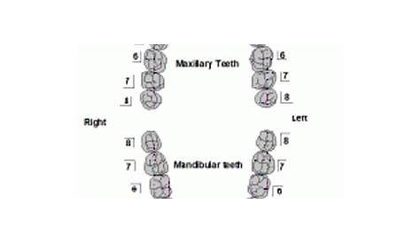 Tooth Numbering System - Focus Dentistry