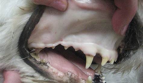 Pale Gums in Dogs and Lethargic: Causes and Treatment of White Gums in