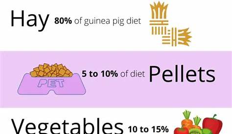 guinea pigs food chart