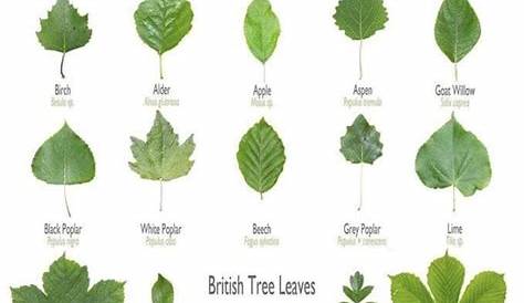 plant leaf identification chart