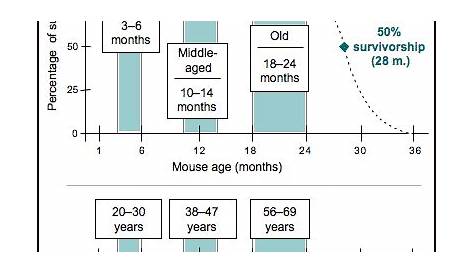 jax mouse age chart