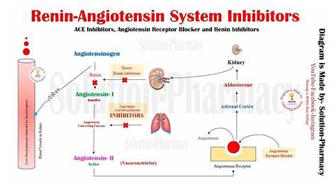 Renin - Angiotensin - Aldosteron System Inhibitor = Mechanism of Action
