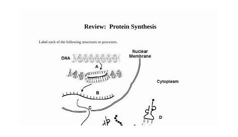 protein synthesis review worksheet