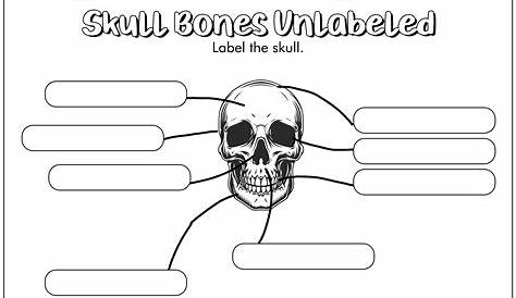 skull labeling worksheets