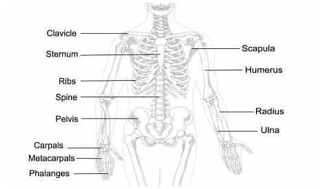 human skeleton labeled worksheets