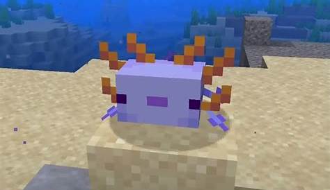 what is the rarest axolotl minecraft