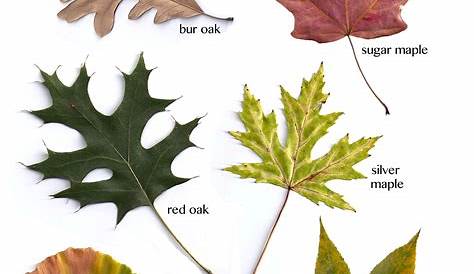 chart of leaves with names