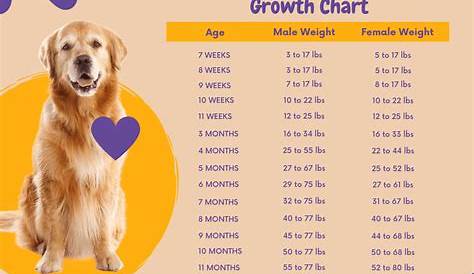 growth chart for golden retriever