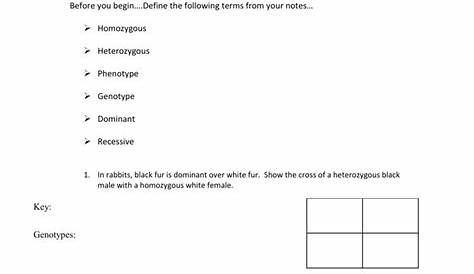 Punnett Square Worksheet 1 Key — db-excel.com