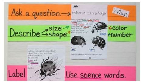 what do scientists do anchor chart