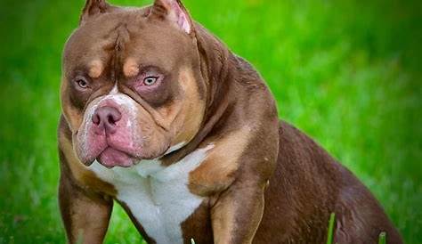 how long does an american bully live