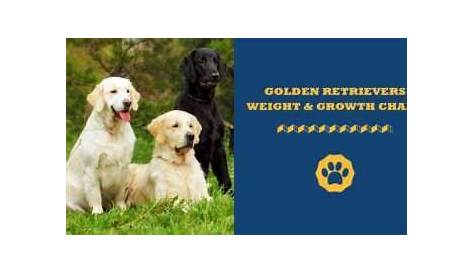 Golden Retriever Weight And Growth Guide in 2021 - Totally Goldens