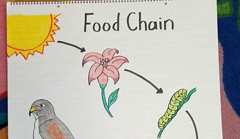First Grade Food Chain anchor chart. Done! 1st Grade Science, Elementary Science, Middle School