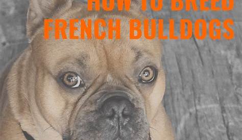 french bulldog life cycle