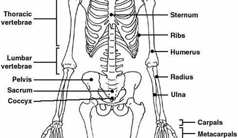 Skeletal System Activities, Skeletal System Worksheet, Human Body