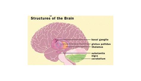structure of the basal ganglia