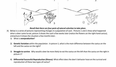 types of natural selection worksheet answers