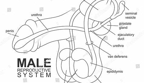 Male Reproductive System Stock Vector 327830672 : Shutterstock