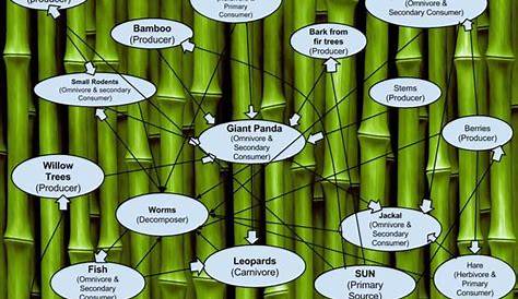 Panda Food Web - Rachel's Portfolio