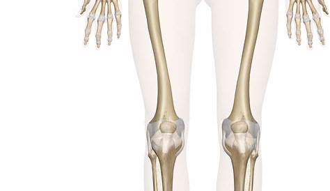 lower leg and ankle bone anatomy