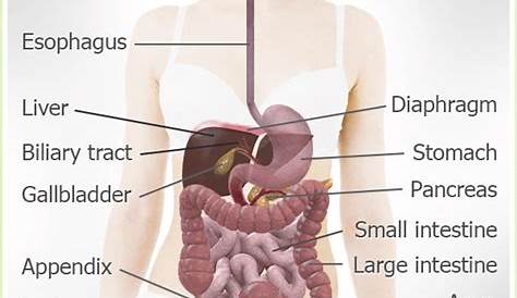 Digestive System Anatomy #medicalschool #resources #medicalstudent