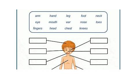 grade 5 human body celebration of knowledge worksheet - our bodies