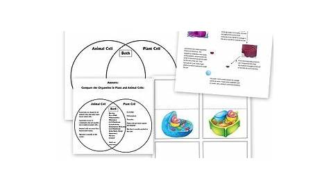 Cell Worksheets - Parts of Cell, Animal vs. Plant Cells, and More